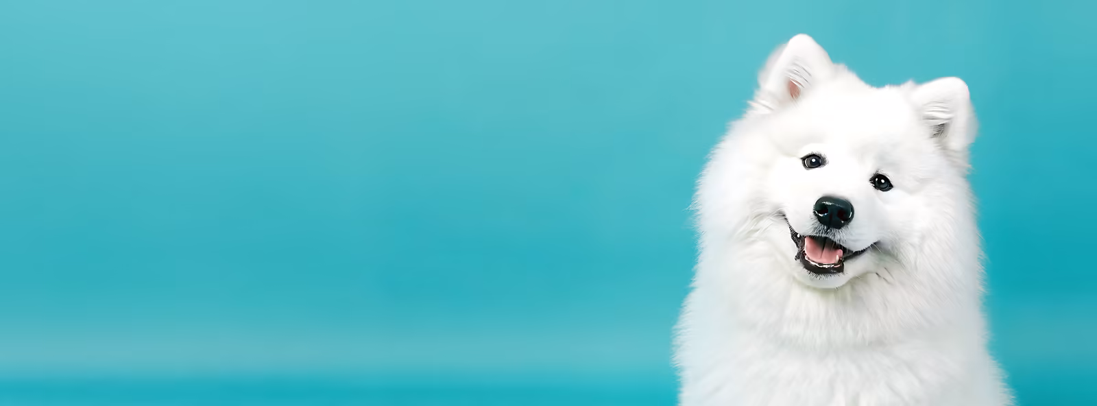 dog group classes
