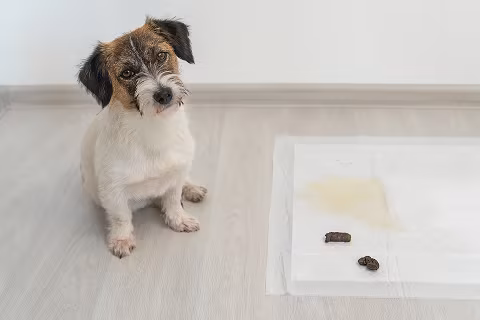 Puppy training – Marquis Dog Training puppy potty training