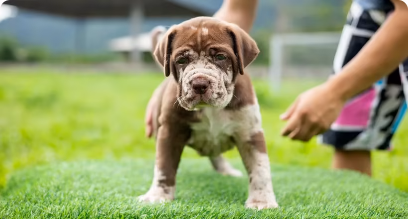 Dog Training – Marquis Dog Training puppy training