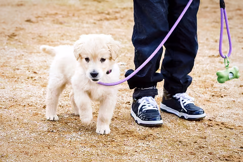 Leash Walking Past Dogs & People
