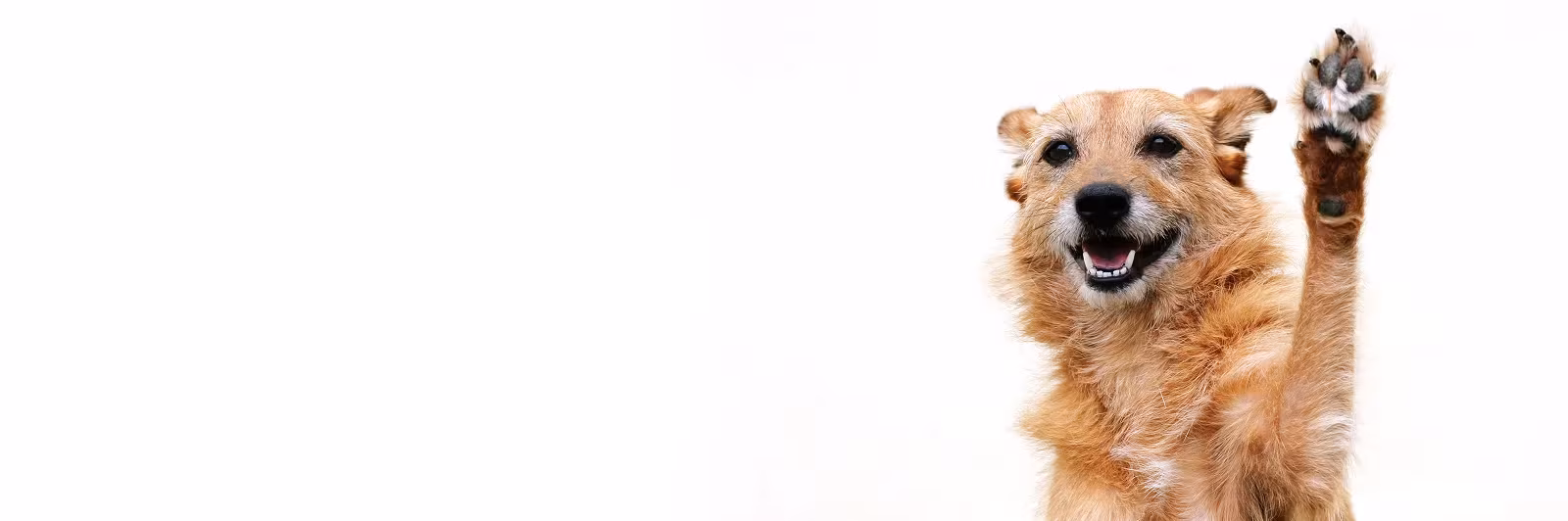 Our Trust-First Method – Marquis Dog Training in-home dog training
