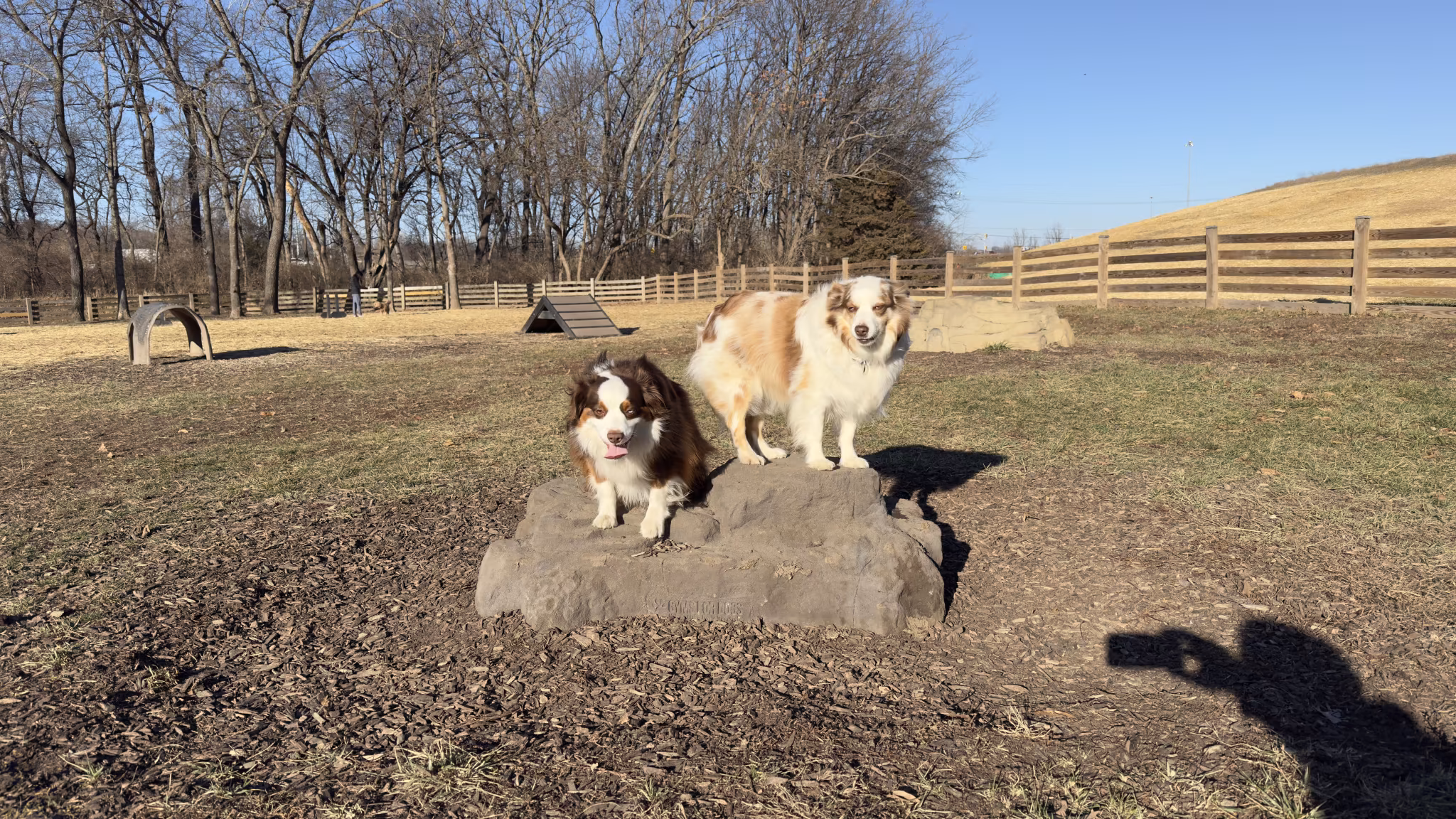Obedience Training – Marquis Dog Training obedience class for dogs