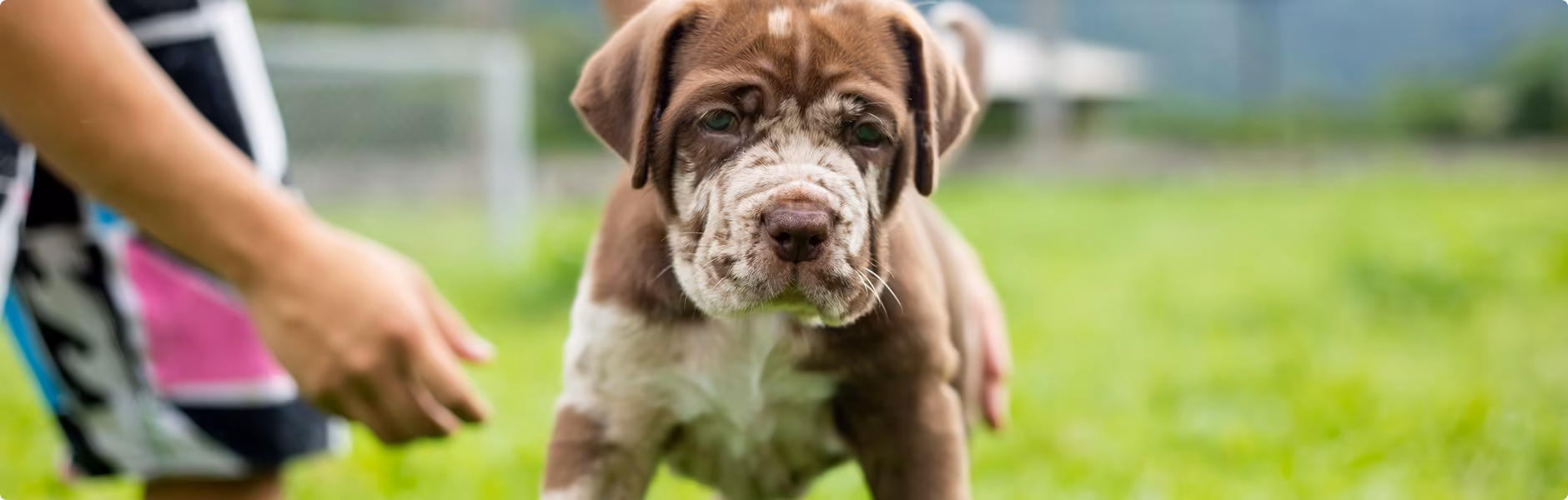 Dog training Dog Training in Liberty MO | Marquis Dog Training Kansas City