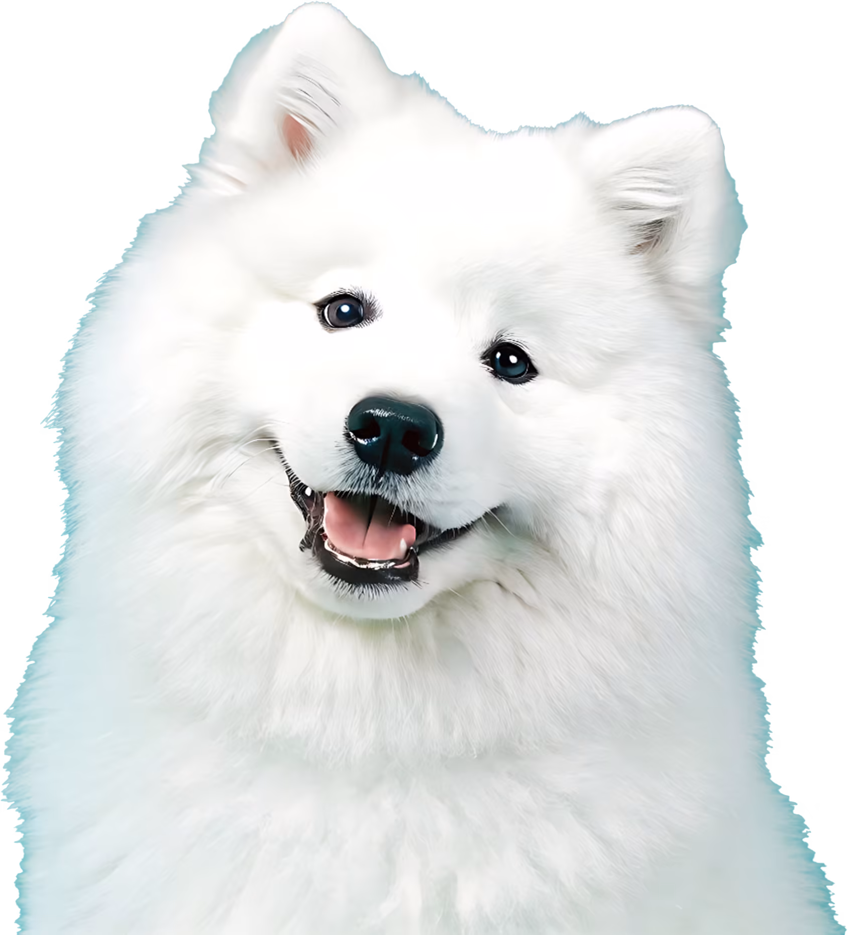 dog training groups
