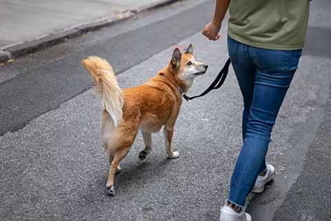 Communication on the Leash