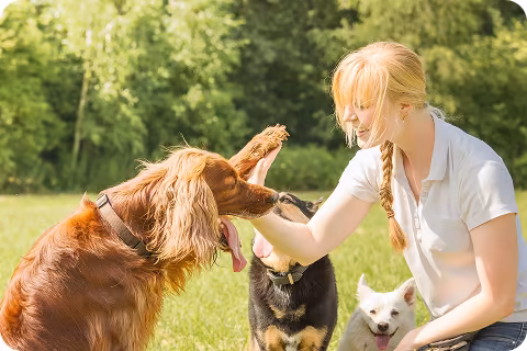 Dog training Home | Marquis Dog Training Kansas City
