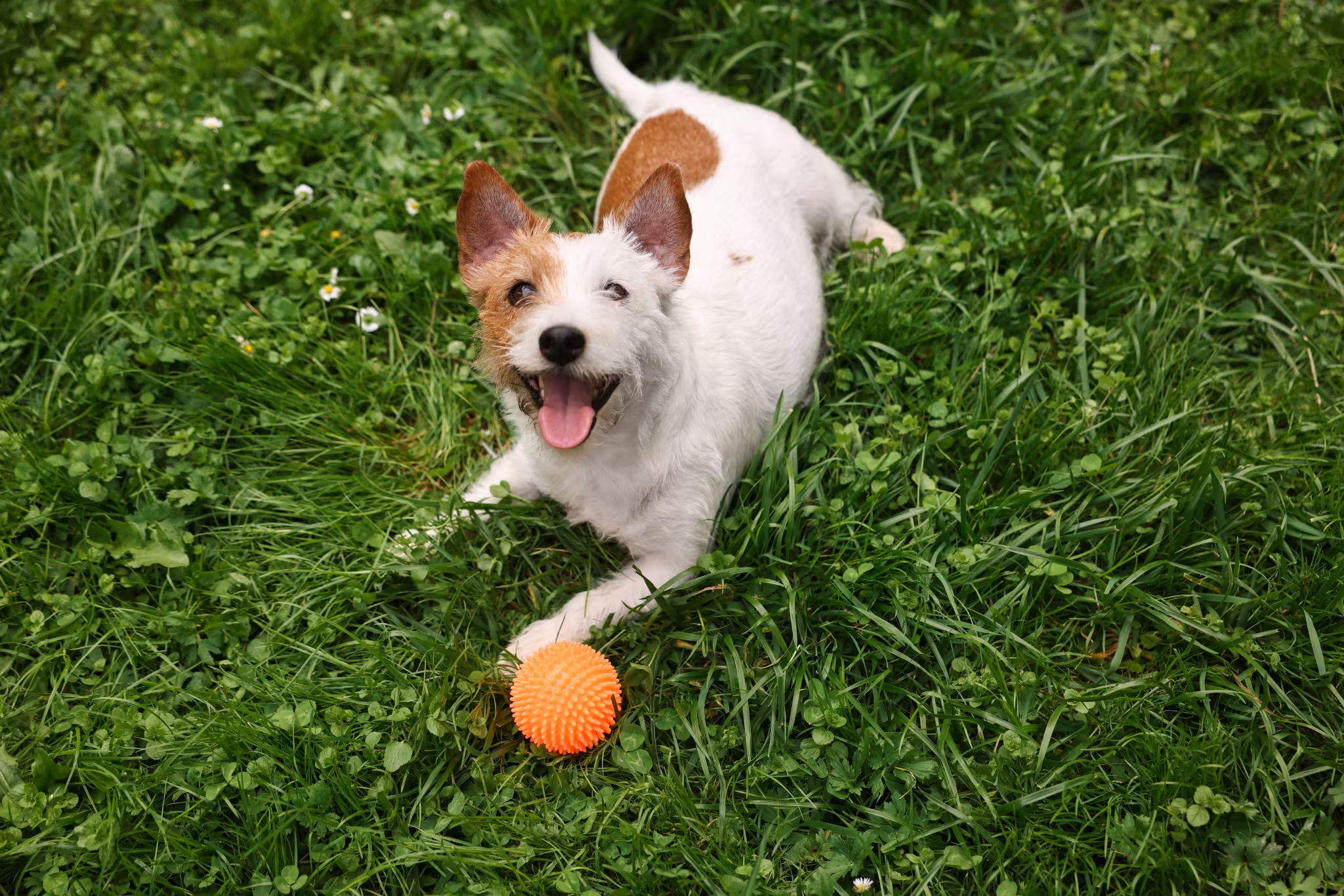 Biting & Mouthing – Marquis Dog Training Pulse-Checking During Play