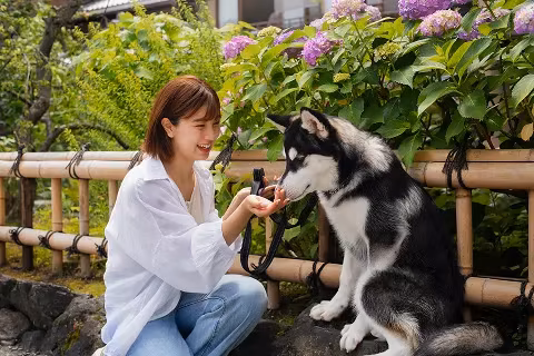 Our Trust-First Method – Marquis Dog Training kansas city dog trainer