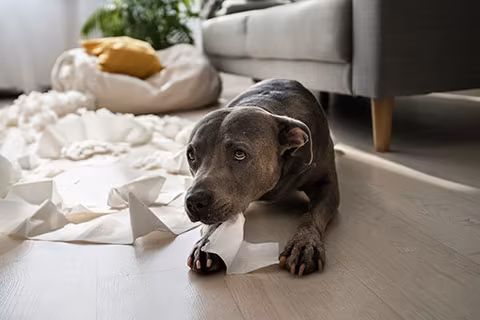 dog training for destructive behavior
