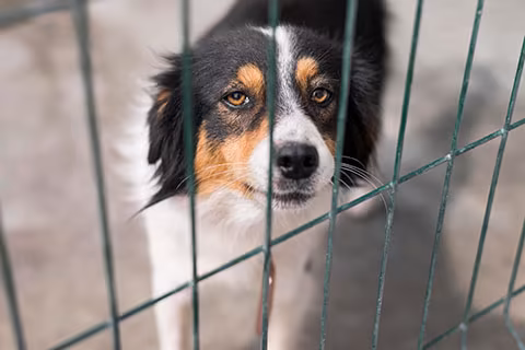 dog behavior modification programs
