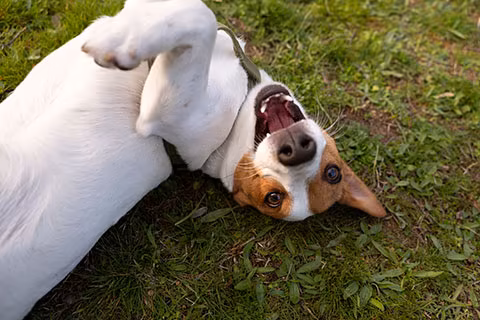 behavior modification dog training
