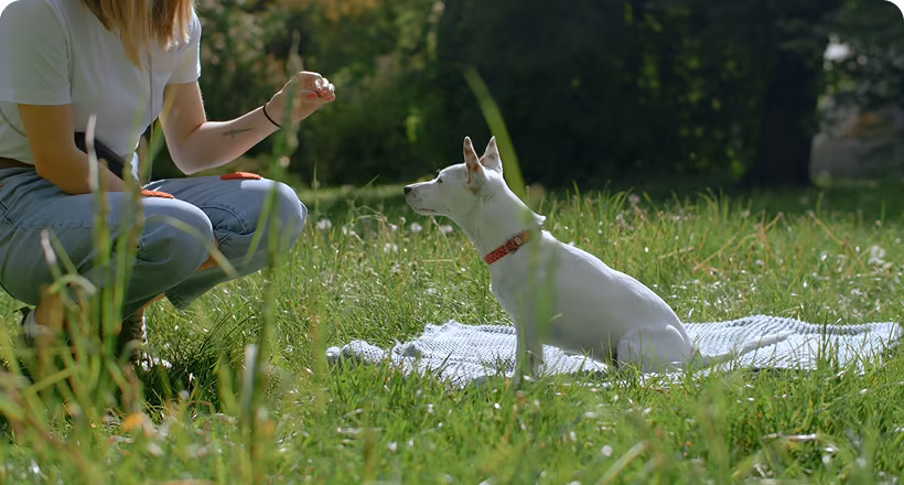 obedience training 