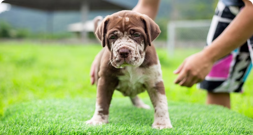 Noble Dog Training