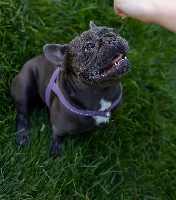 puppy training programs
