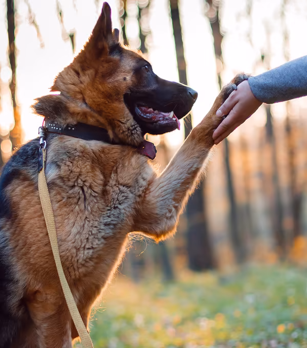 obedience training
