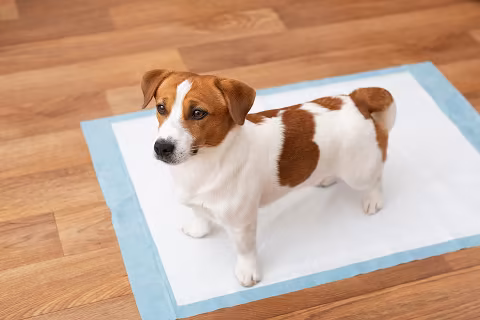 dog potty training
