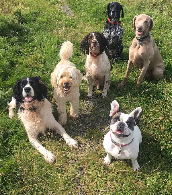 dog group classes training