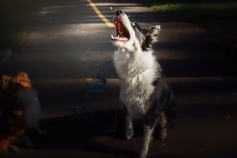 bark busters home dog training
