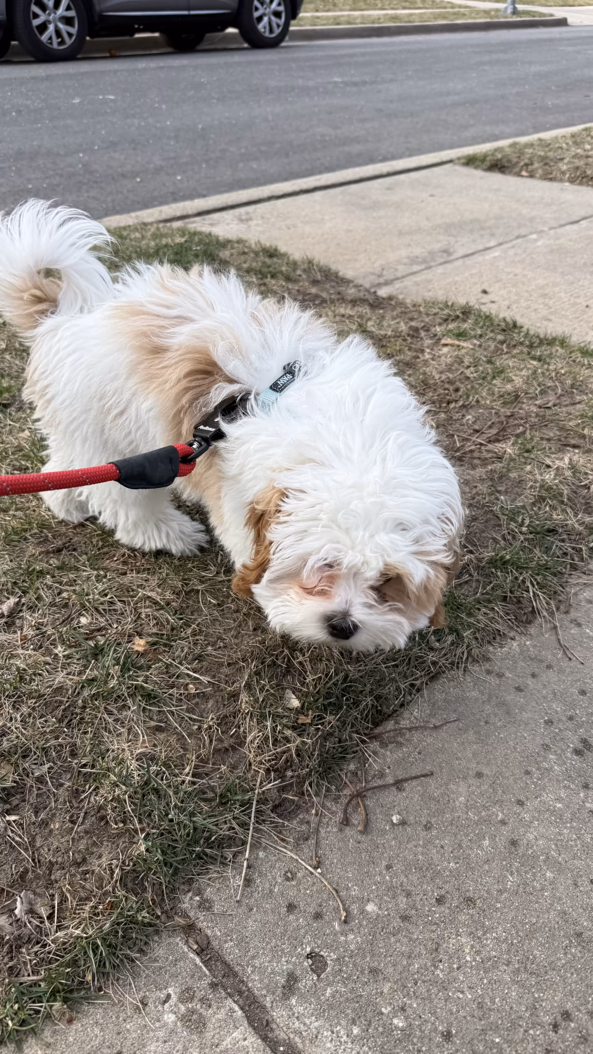 Puppy Training Session – Ward Estates, Kansas City MO