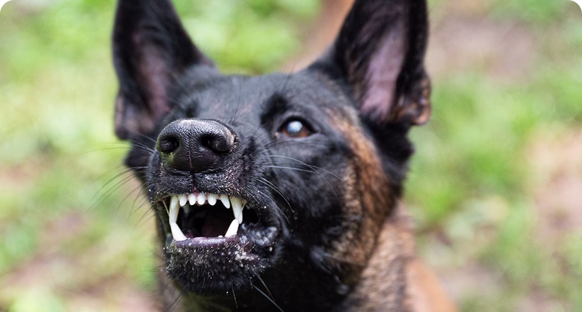 Noble Dog Training