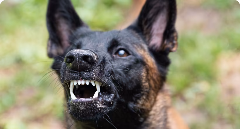 Anxiety & Aggression dog training