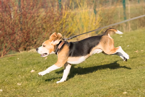 stop leash pulling training