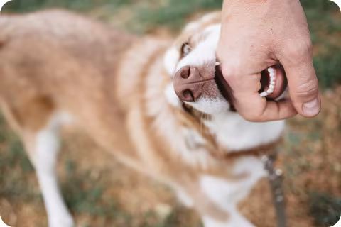 dog biting training puppy
