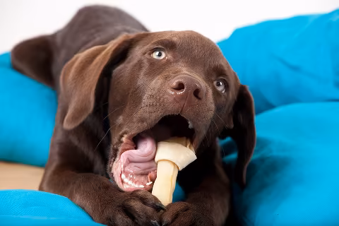 dog training for destructive behavior
