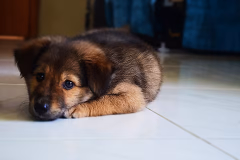 dog separation anxiety training
