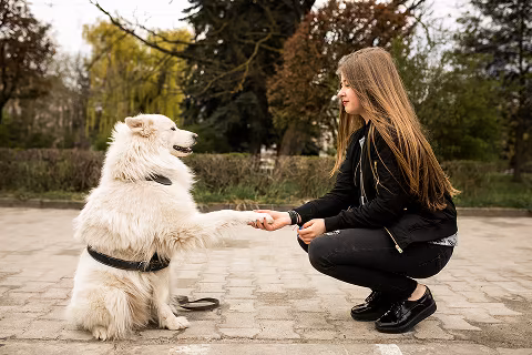 beyond sit and stay professional dog training

