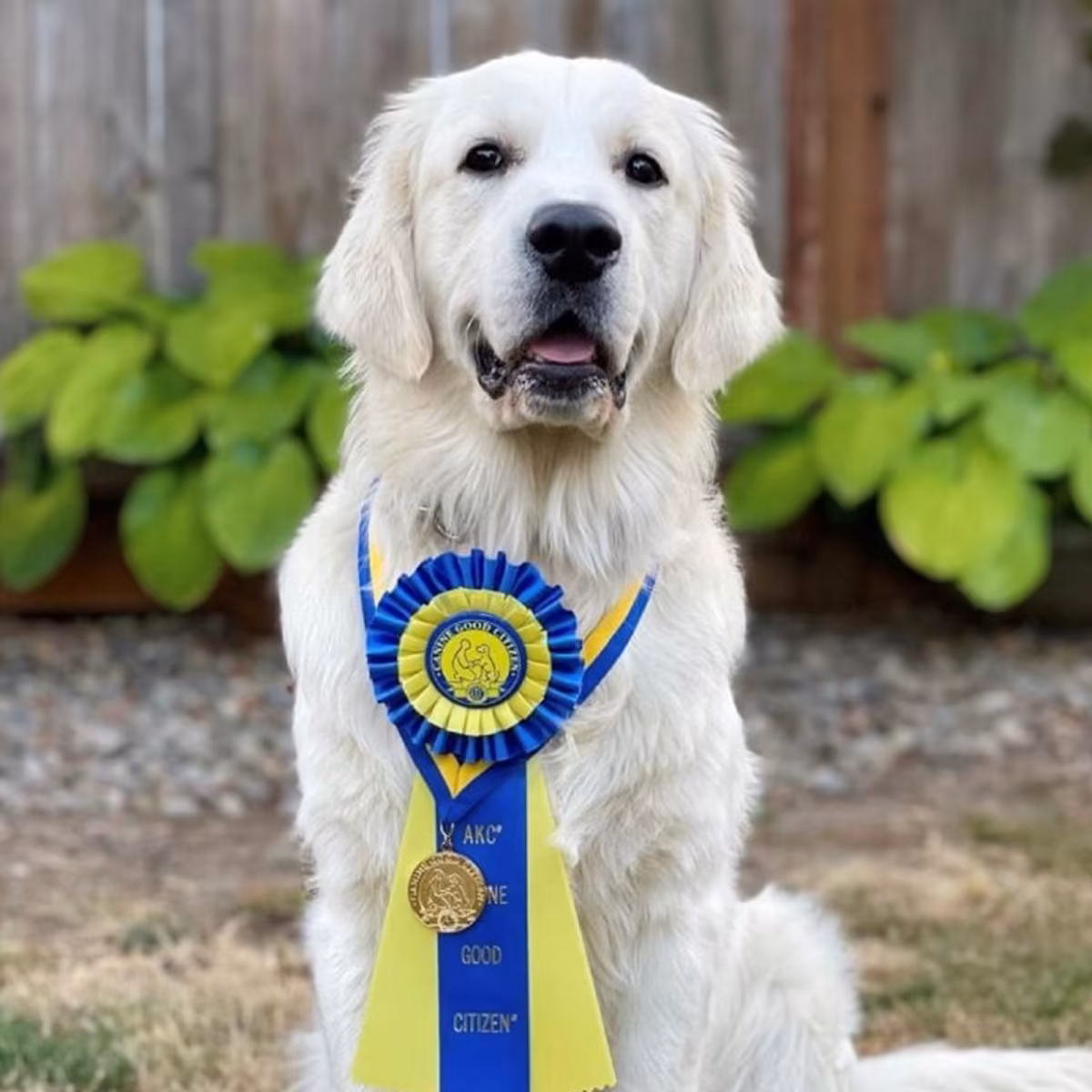 dog training kansas city
