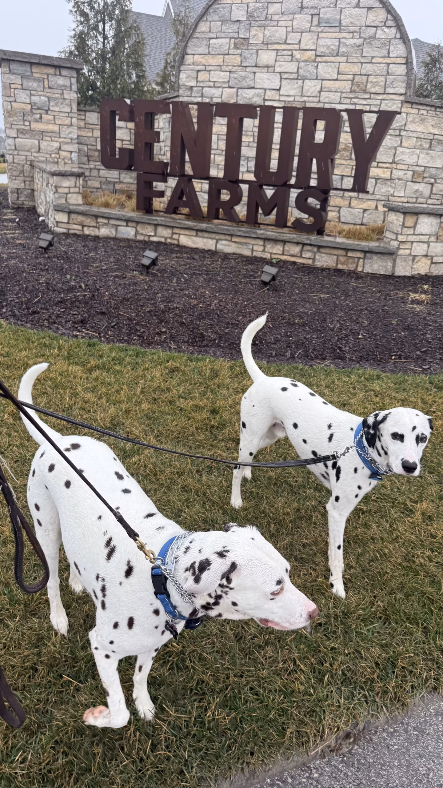 Obedience Training Session – Century Farms, Overland Park KS