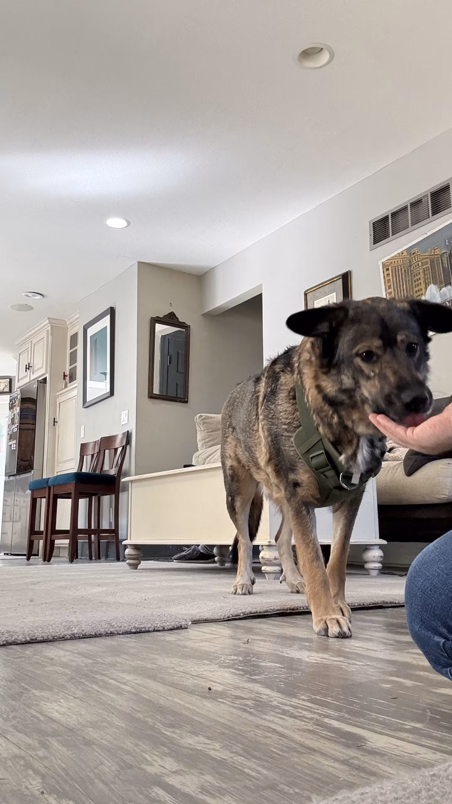 Anxiety & Aggression Session – Stags Forrest, Shawnee KS