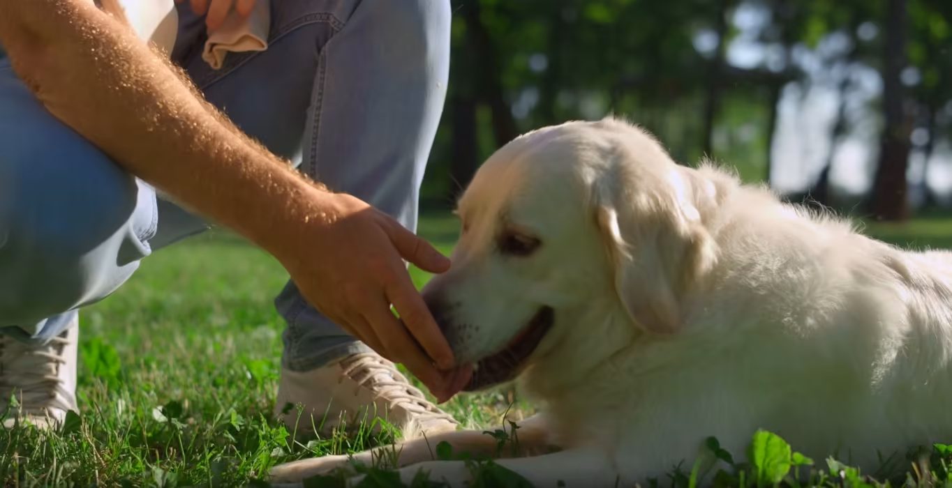 Dog Training for Biting in Kansas City: How to Stop Biting Behavior – Marquis Dog Training Hand offering a treat to a pale Labrador lying on the grass