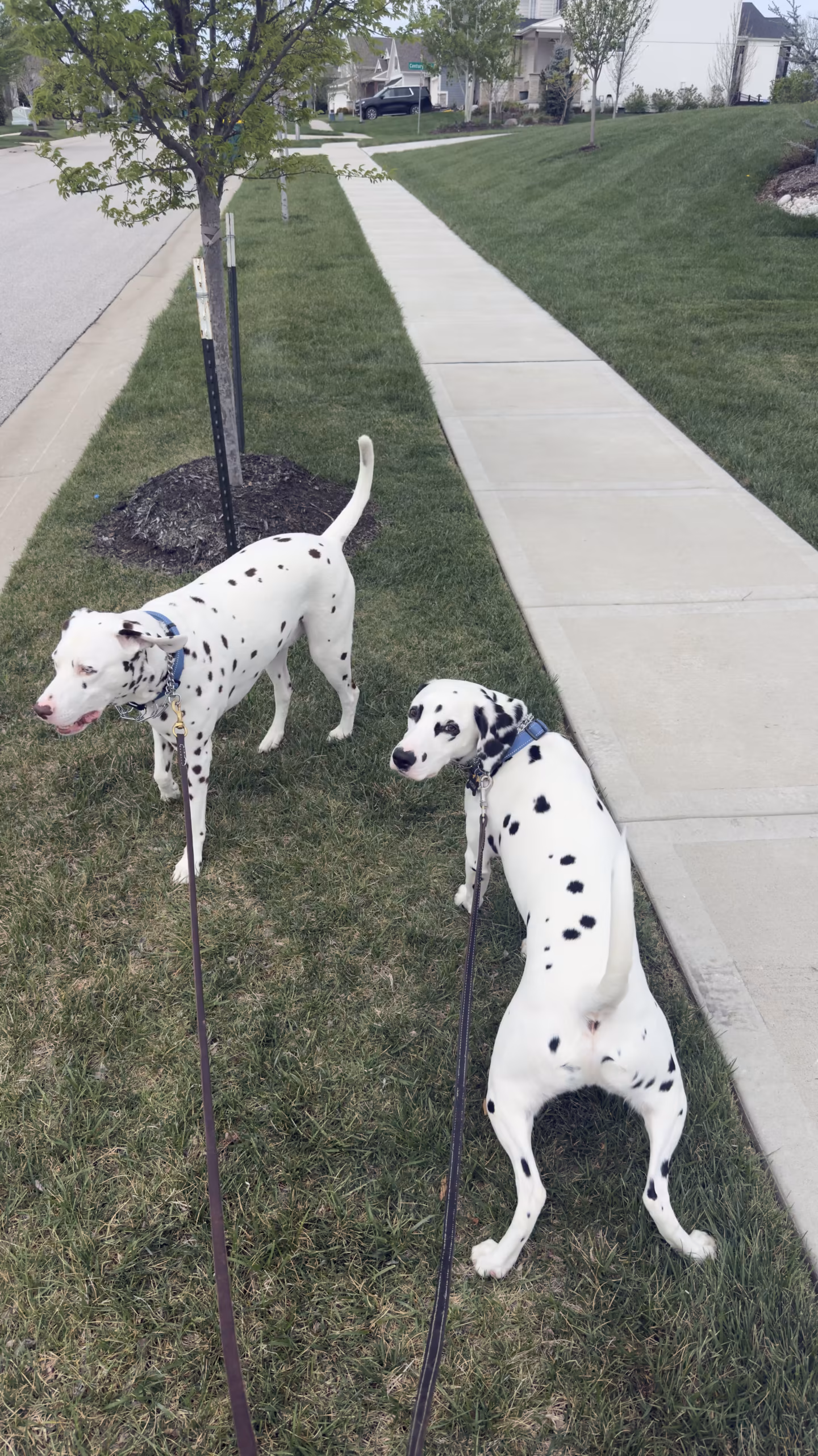 Leash Pulling Session – Overland Park KS