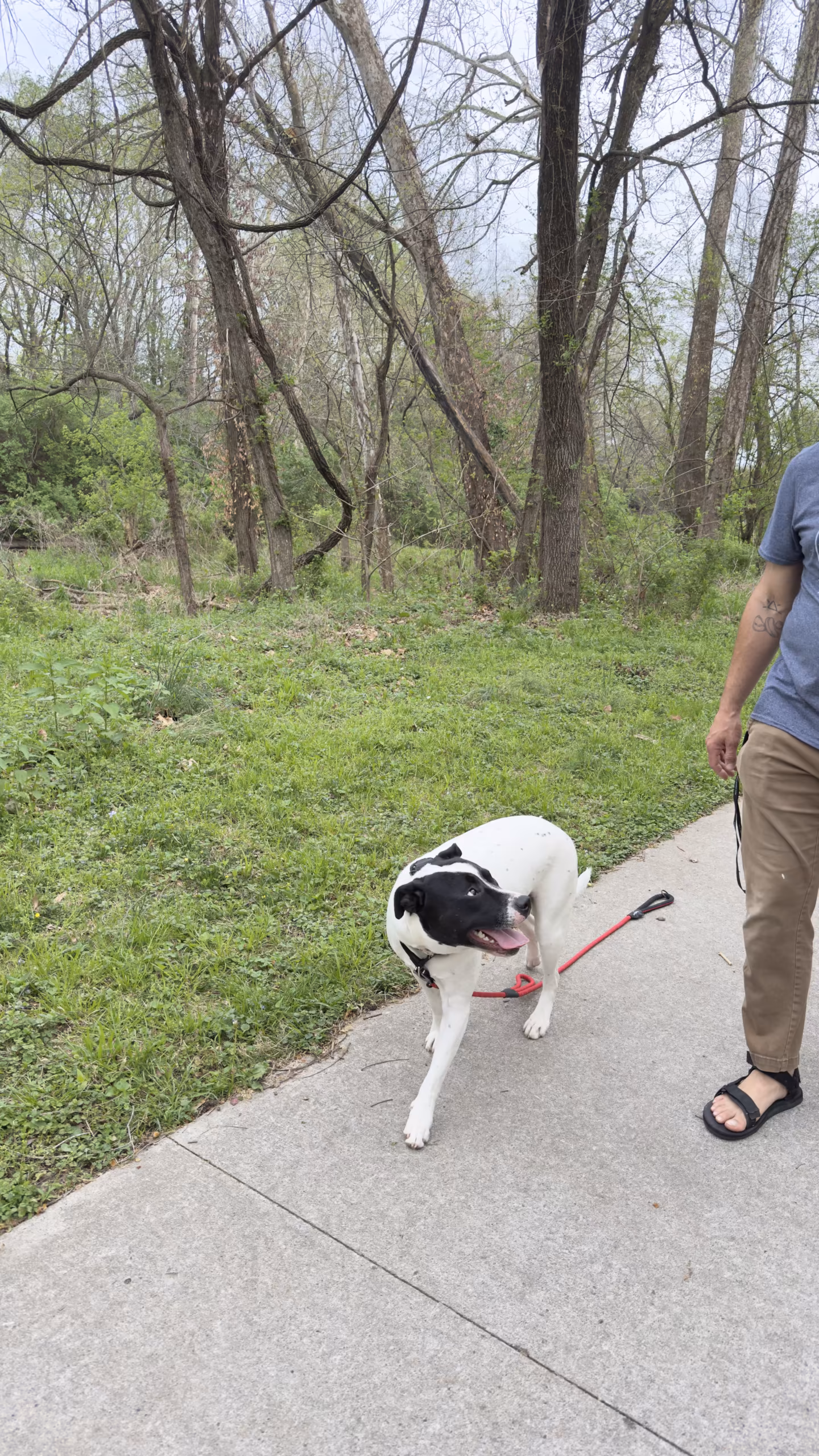 Obedience Training Session – Overland Park KS