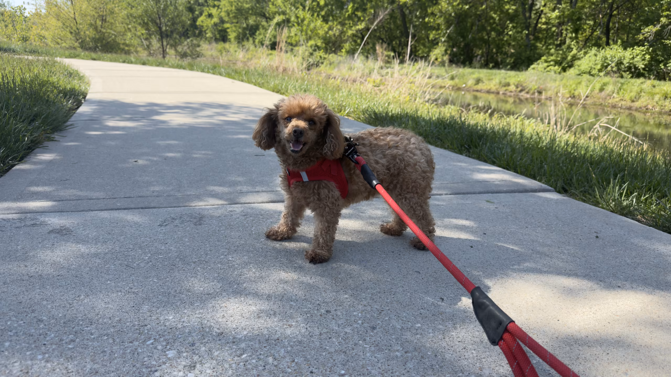 Separation Anxiety Session – Olathe KS
