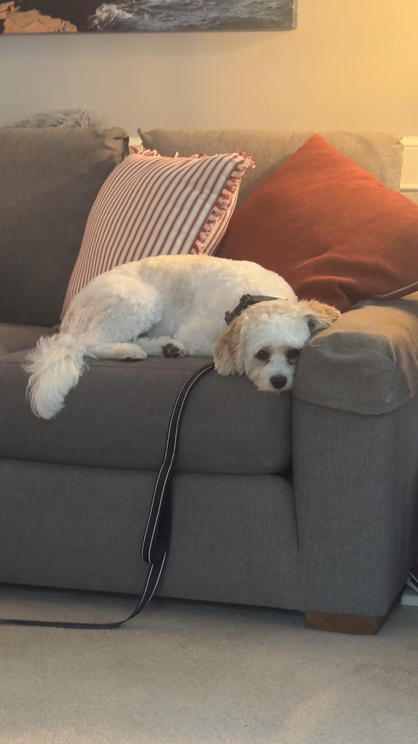 Obedience Training Session – Overland Park KS