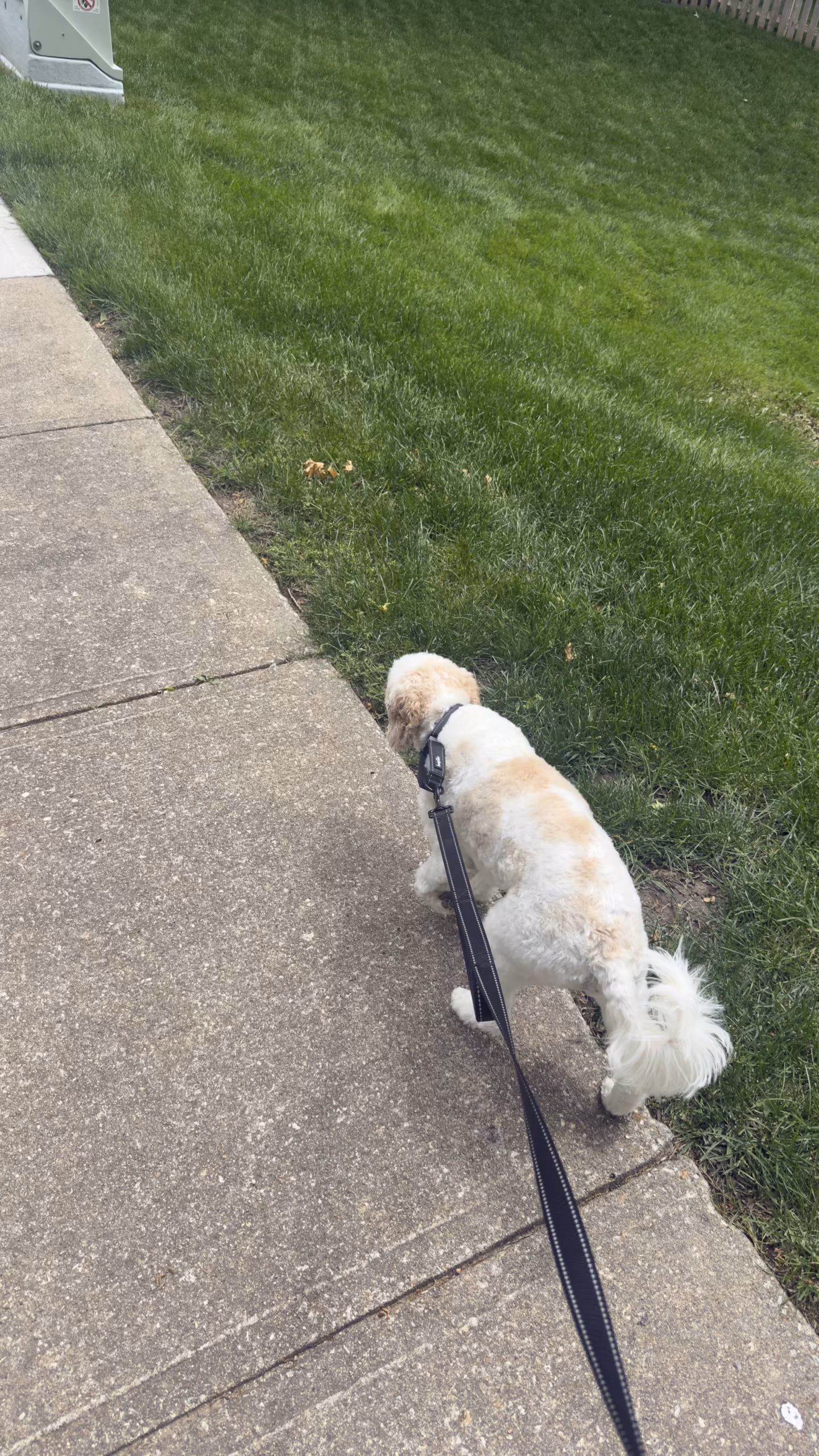Anxiety & Aggression Session – Overland Park KS