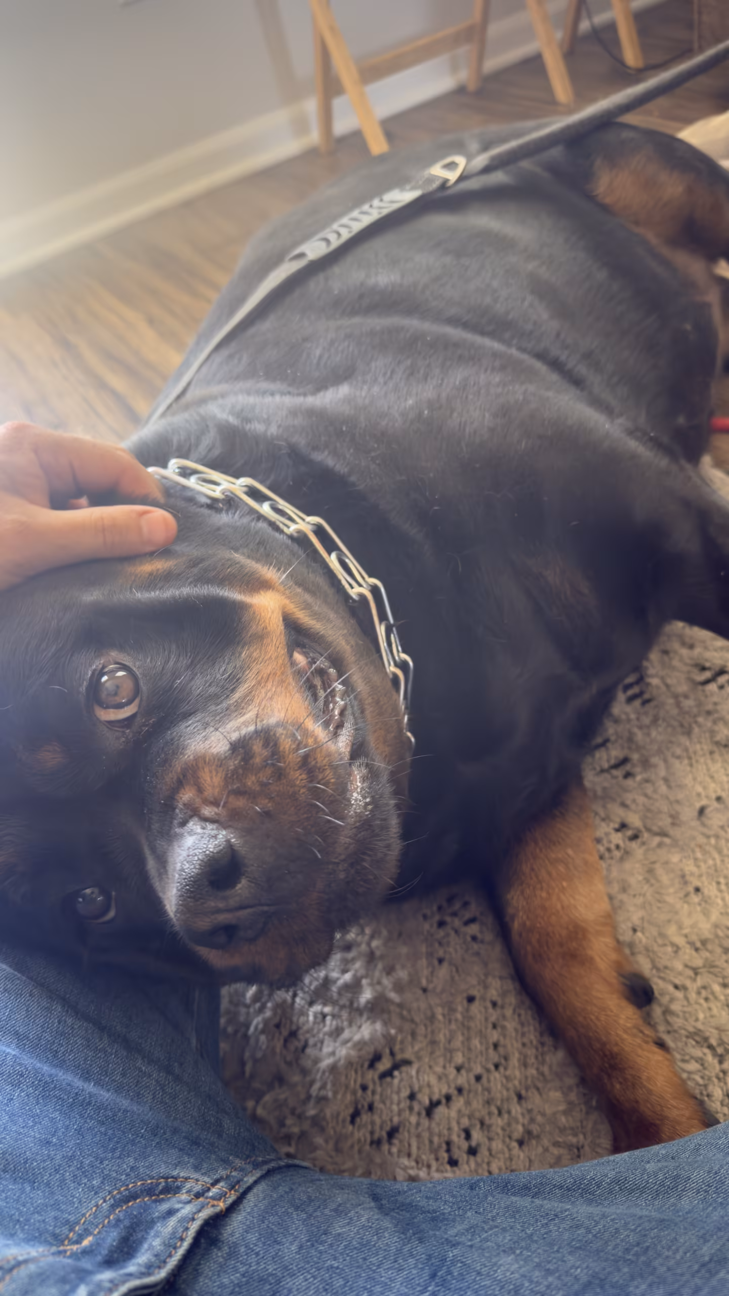 Obedience Training Session – Belton MO