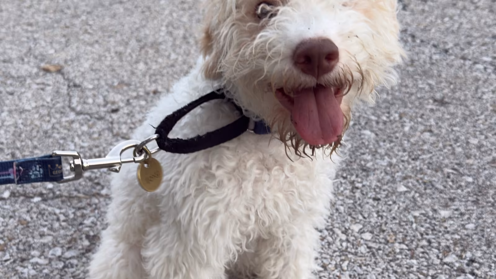 Foxy the Lagotto Romagnolo: House Trained in Under Two Weeks in Mission Hills – Marquis Dog Training Lagotto Romagnolo puppy Foxy settling indoors during a puppy training session in Mission Hills