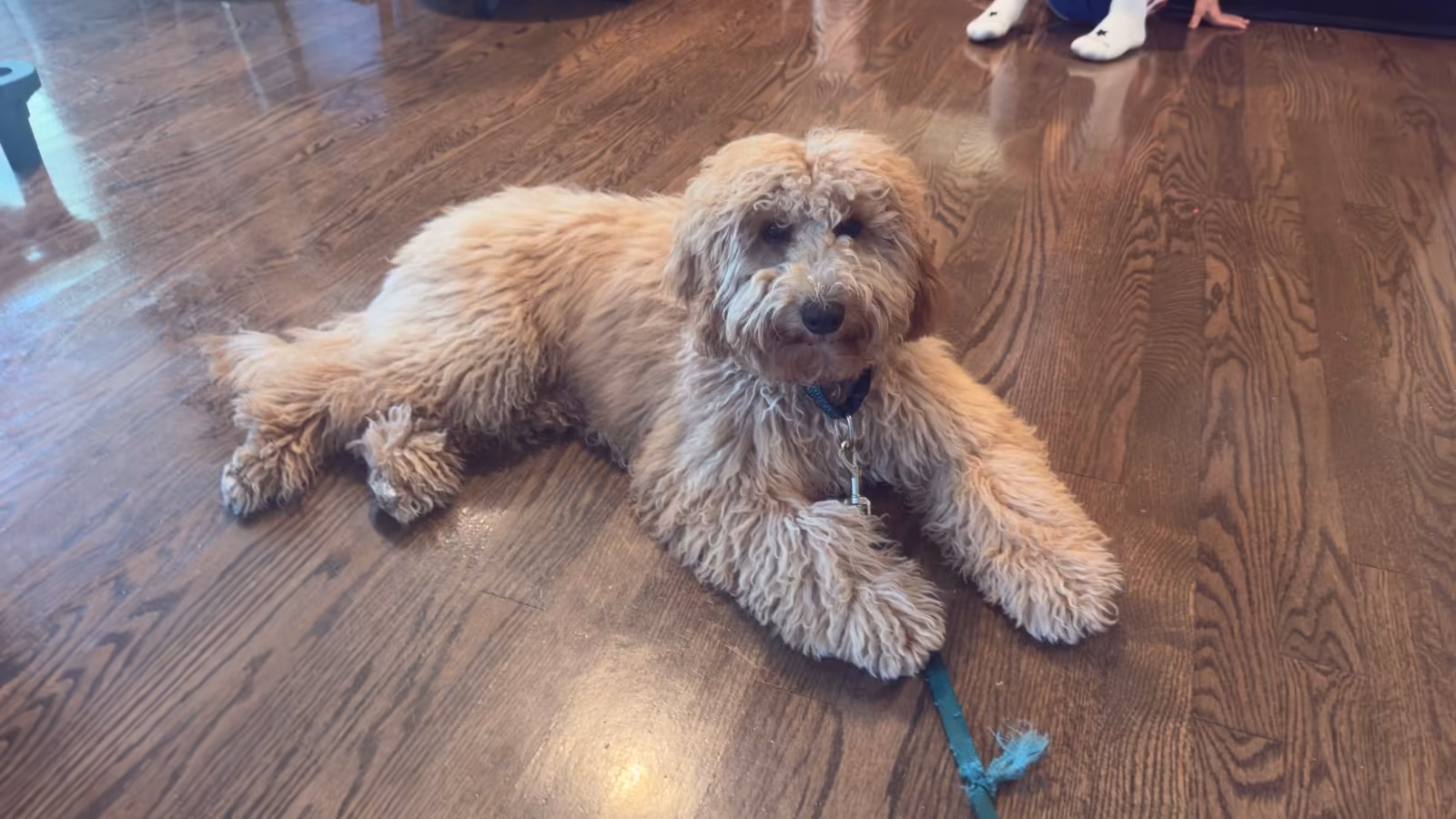 Goldendoodle puppy settled and resting in his crate during an in-home training session in Leawood