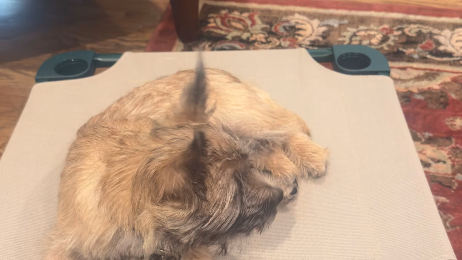 Cairn Terrier puppy lying down calmly on a living room floor during in-home puppy training in Lenexa