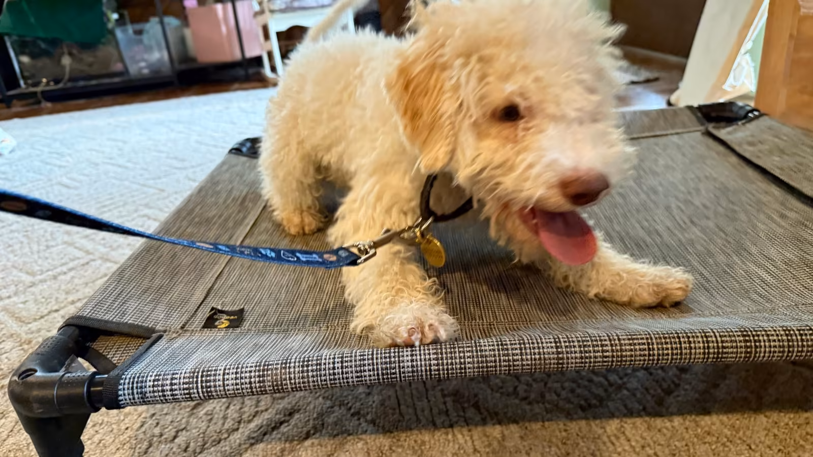 Foxy the Lagotto Romagnolo: House Trained in Under Two Weeks in Mission Hills – Marquis Dog Training Fluffy cream Lagotto Romagnolo puppy lying on an elevated dog cot indoors, tongue out, on leash